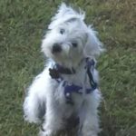 Profile picture of bamagirl